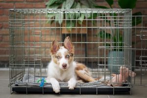 Alleviating Anxiety: A Guide to Managing Separation Anxiety in Dogs