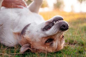 Prioritizing Your Dogs Dental Health for a Happier, Healthier Pet