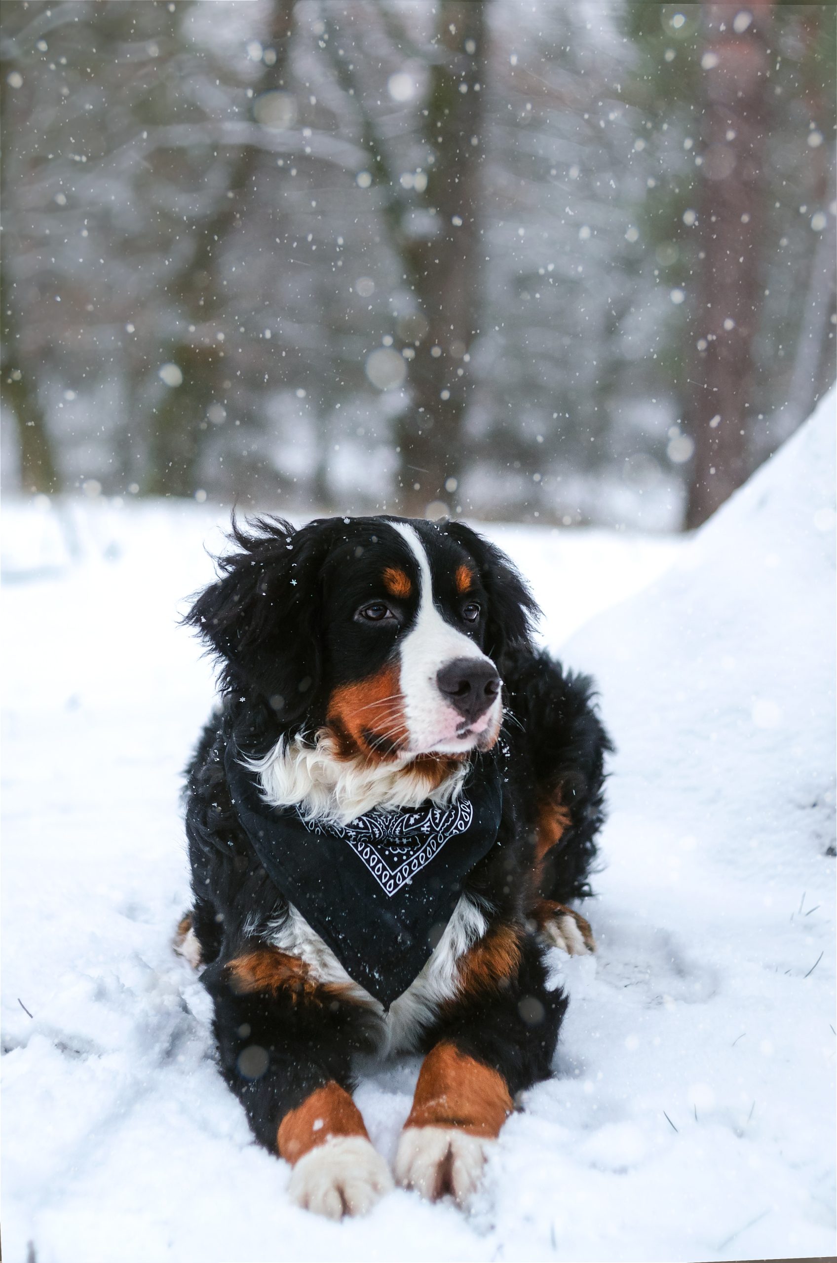 Winter Paw Protection: Keeping Your Dogs Feet Safe and Healthy in Cold Weather