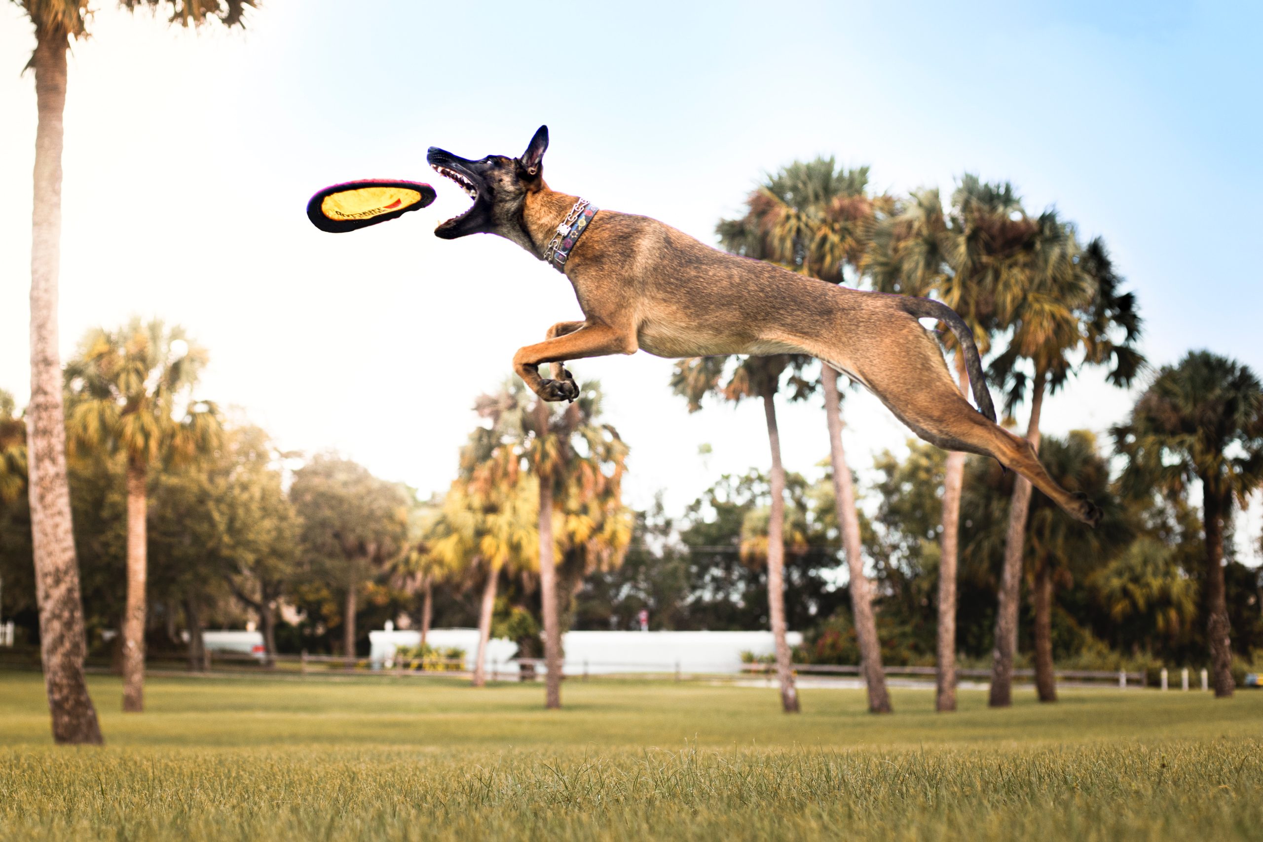 The Ultimate Guide to Keeping Your Dog Healthy and Happy Through Regular Exercise