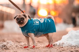 Winter Paw Protection: Keeping Your Dogs Feet Safe and Healthy in Cold Weather