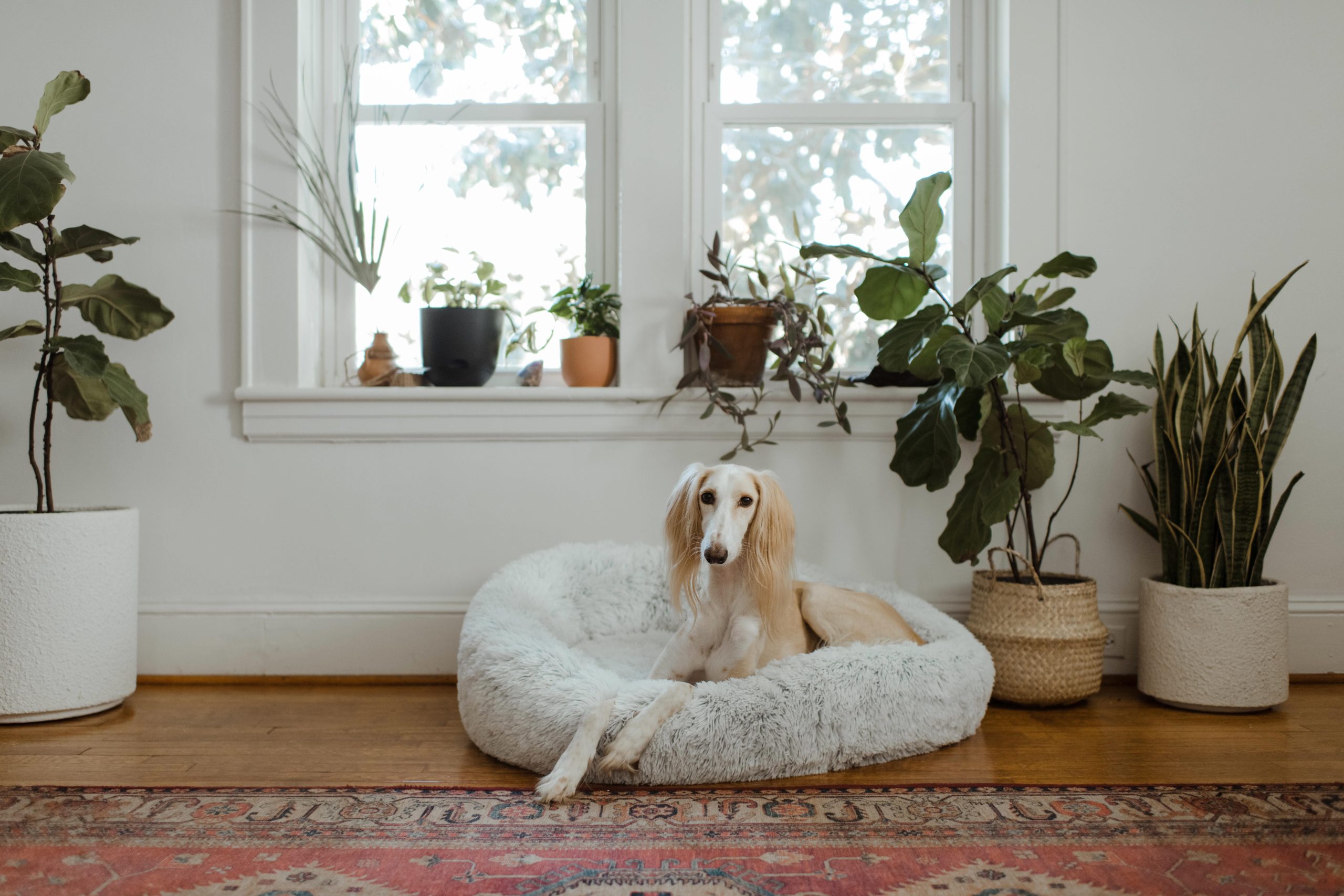 Dog-Friendly Plants and Gardens