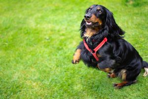 Teaching Dogs Polite Greetings: Effective Methods to Replace Jumping Behavior
