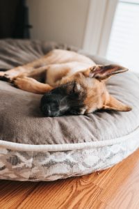Top Tips for Creating a Bedtime Routine for Your Dog