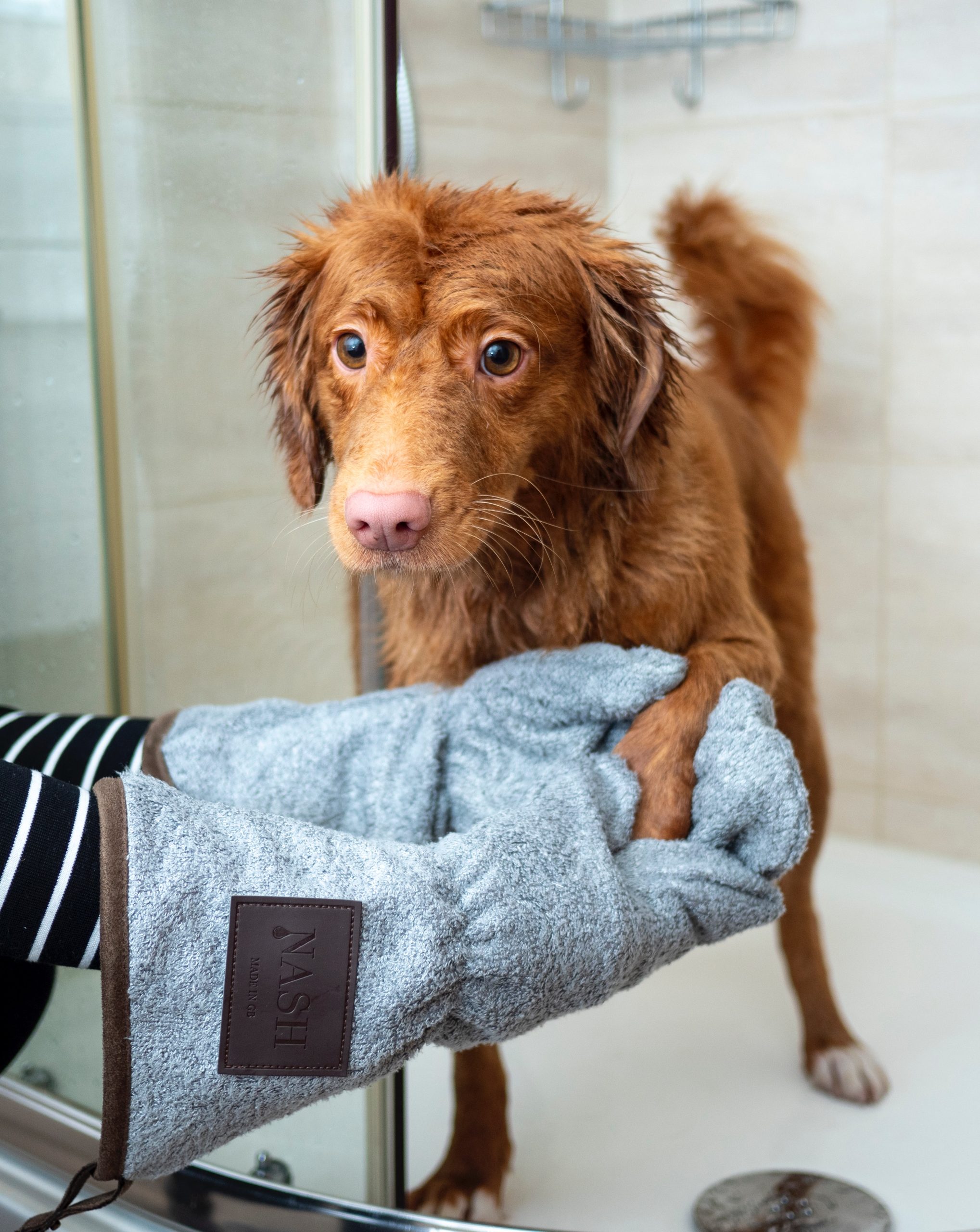 The Ultimate Guide to Preparing Your Dog for a Stress-Free Bath Time