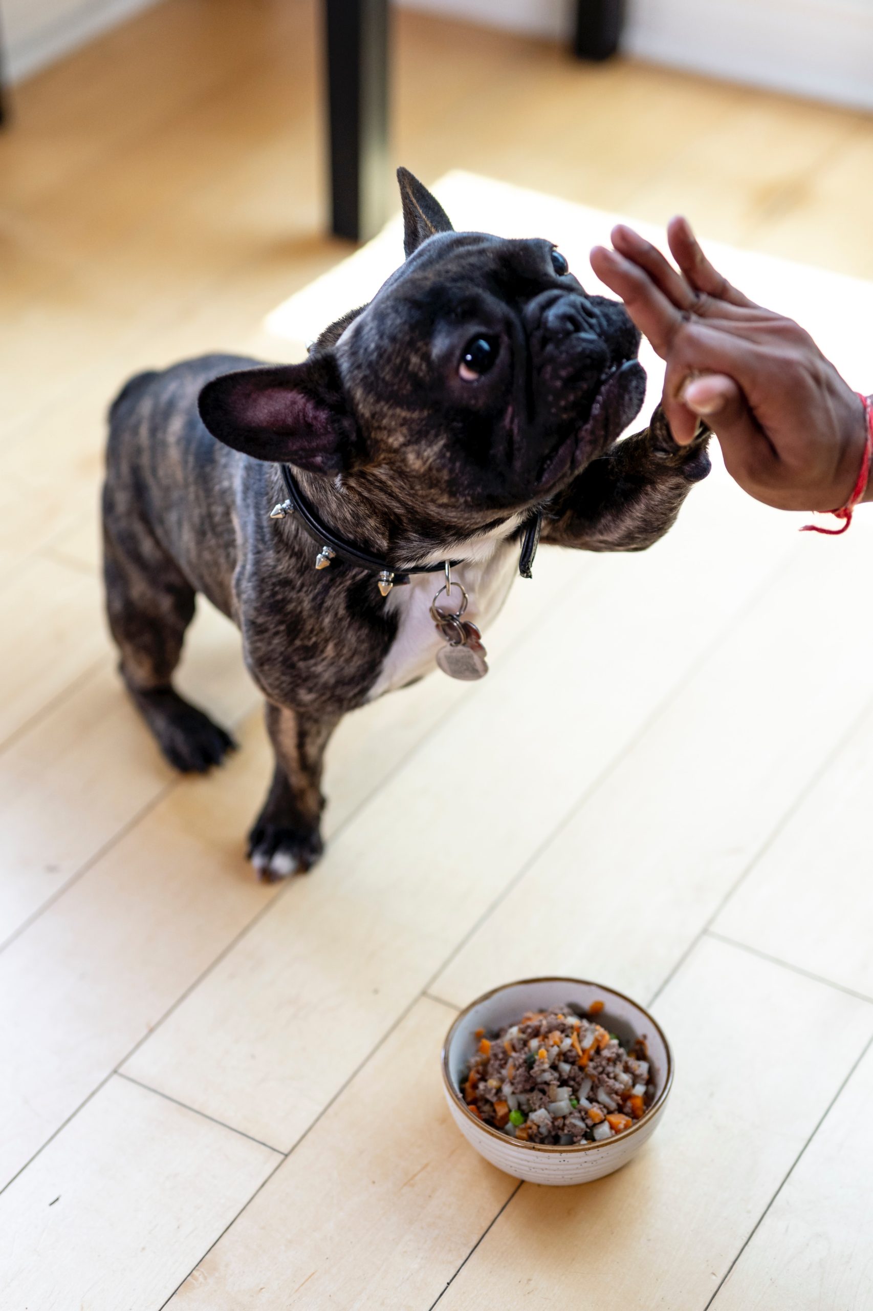 The Ultimate Guide to Dog Nutrition: Unveiling the Secrets of a Balanced Diet