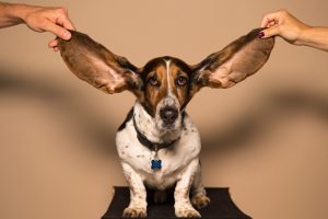 Preventing Ear Infections in Dogs: A Guide to Maintaining Good Ear Hygiene