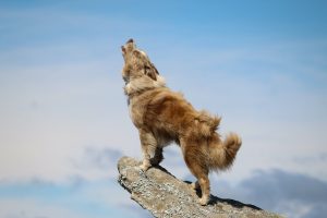Why Do Dogs Howl? Unraveling the Secrets of Dog Howling