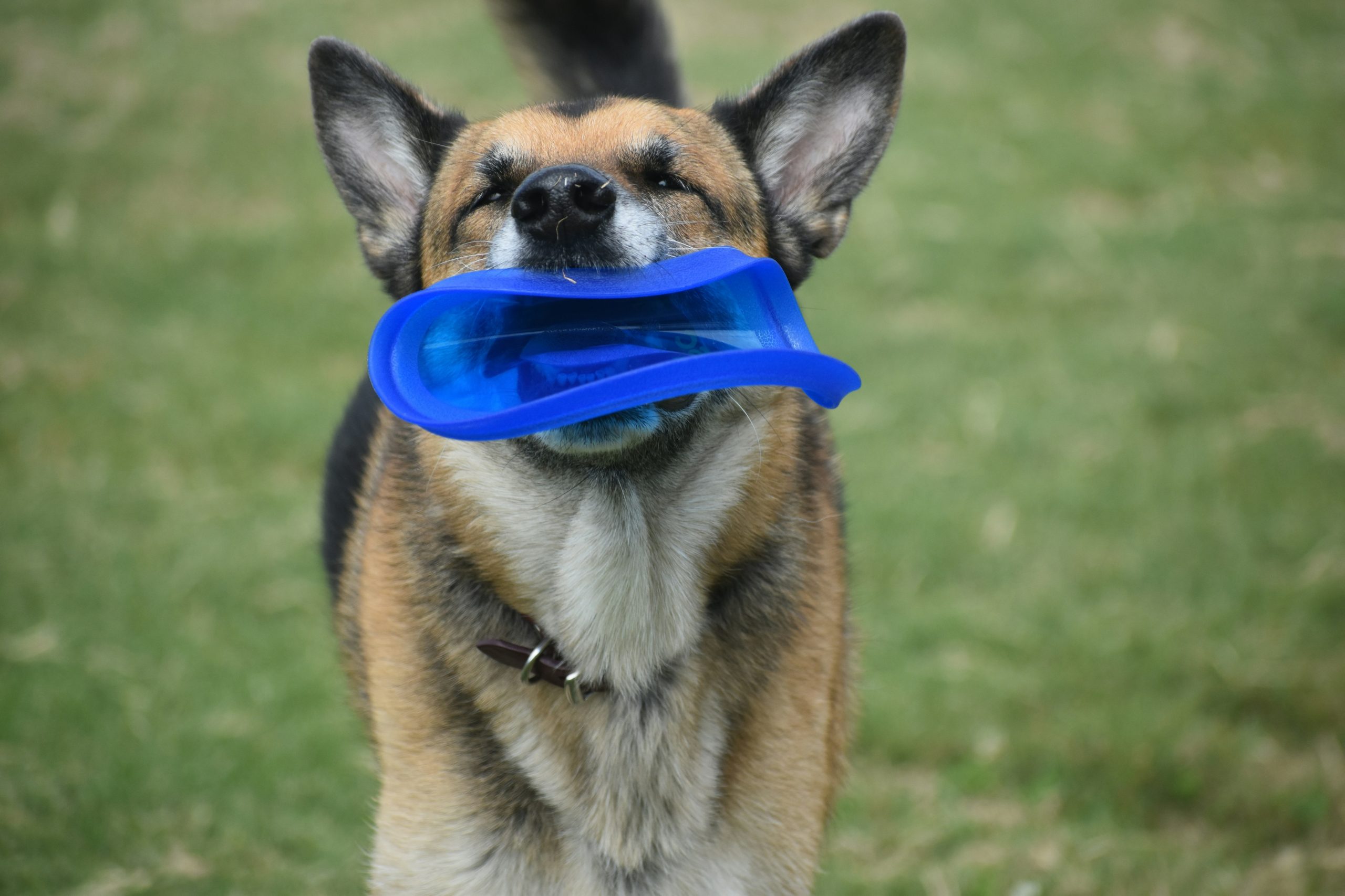 Seeing the World in Blue and Yellow: Understanding Color Blindness in Dogs