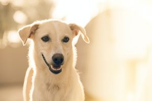 Understanding and Preventing Rabies in Dogs: A Comprehensive Guide