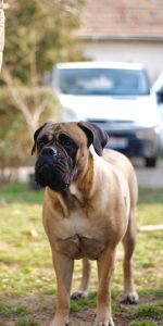 Guardians of the Heart: Unveiling the Bull Mastiff Breed