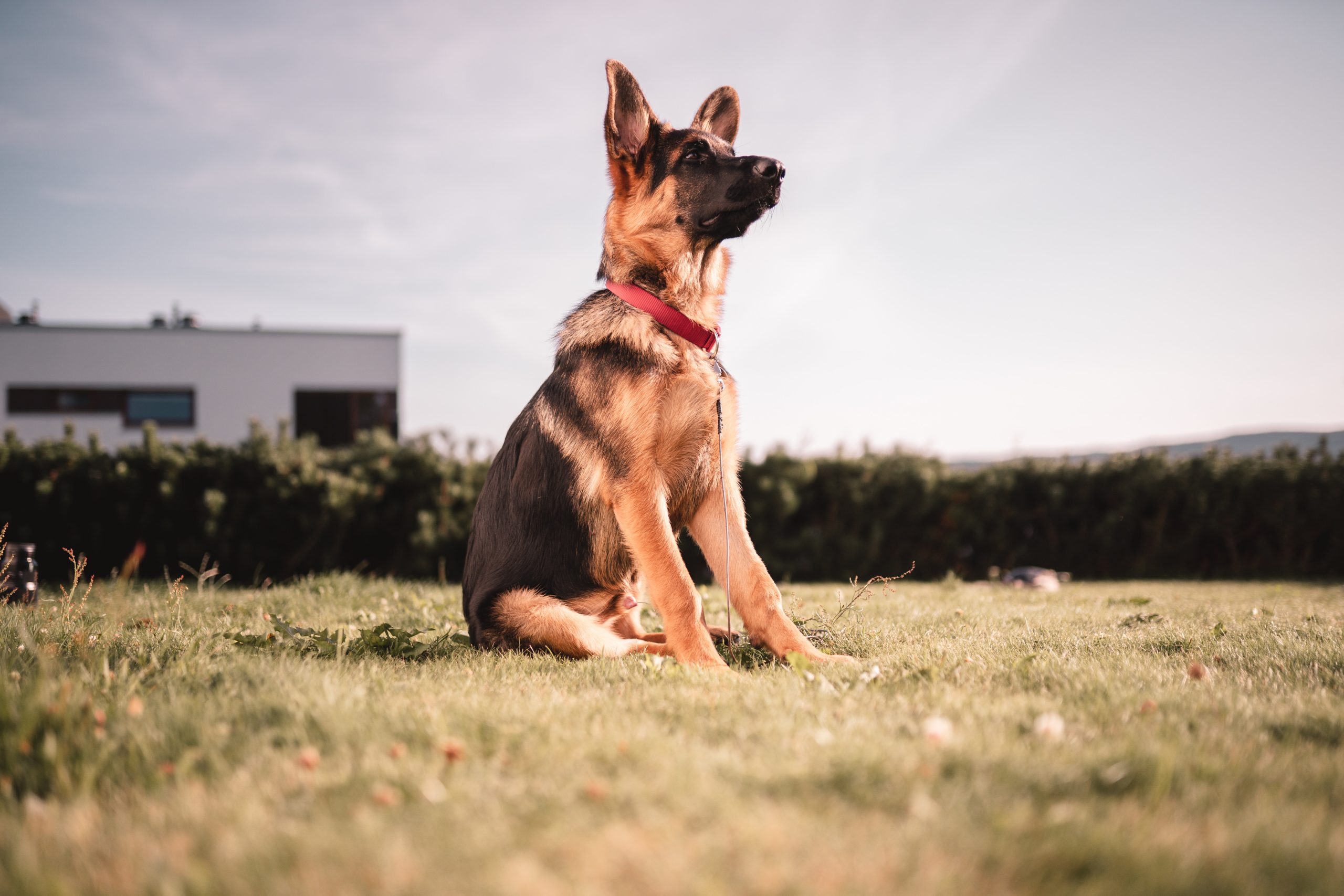 The Evolution of German Shepherd Breed Standards: From Conformation to Recognition
