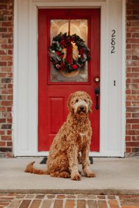 The Ultimate Guide to Goldendoodles: Origins, Characteristics, and Care Tips