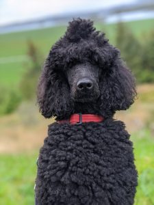 The Poodle Revolution: From Hunting Companions to Versatile Canine Stars