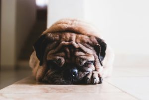 The Paw-fect Pedicure: The Comprehensive Guide to the Benefits of Regular Dog Nail Trimming