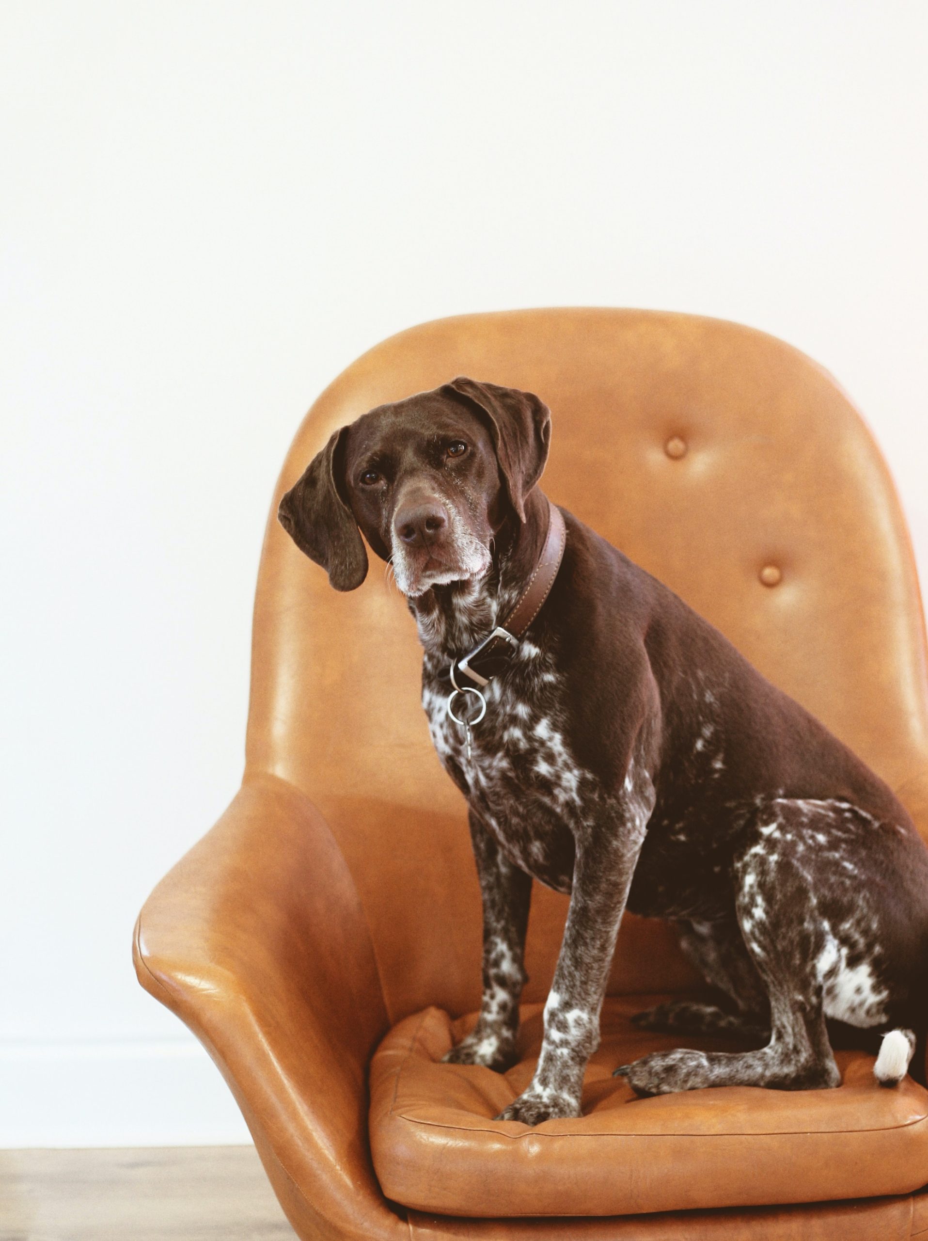 The Versatile German Shorthaired Pointer: Breed Standards, Physical Attributes, and FAQs