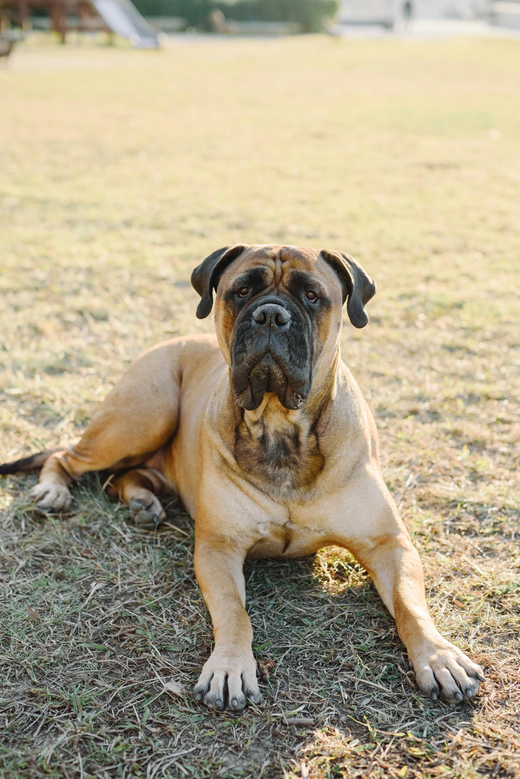 Guardians of the Heart: Unveiling the Bull Mastiff Breed