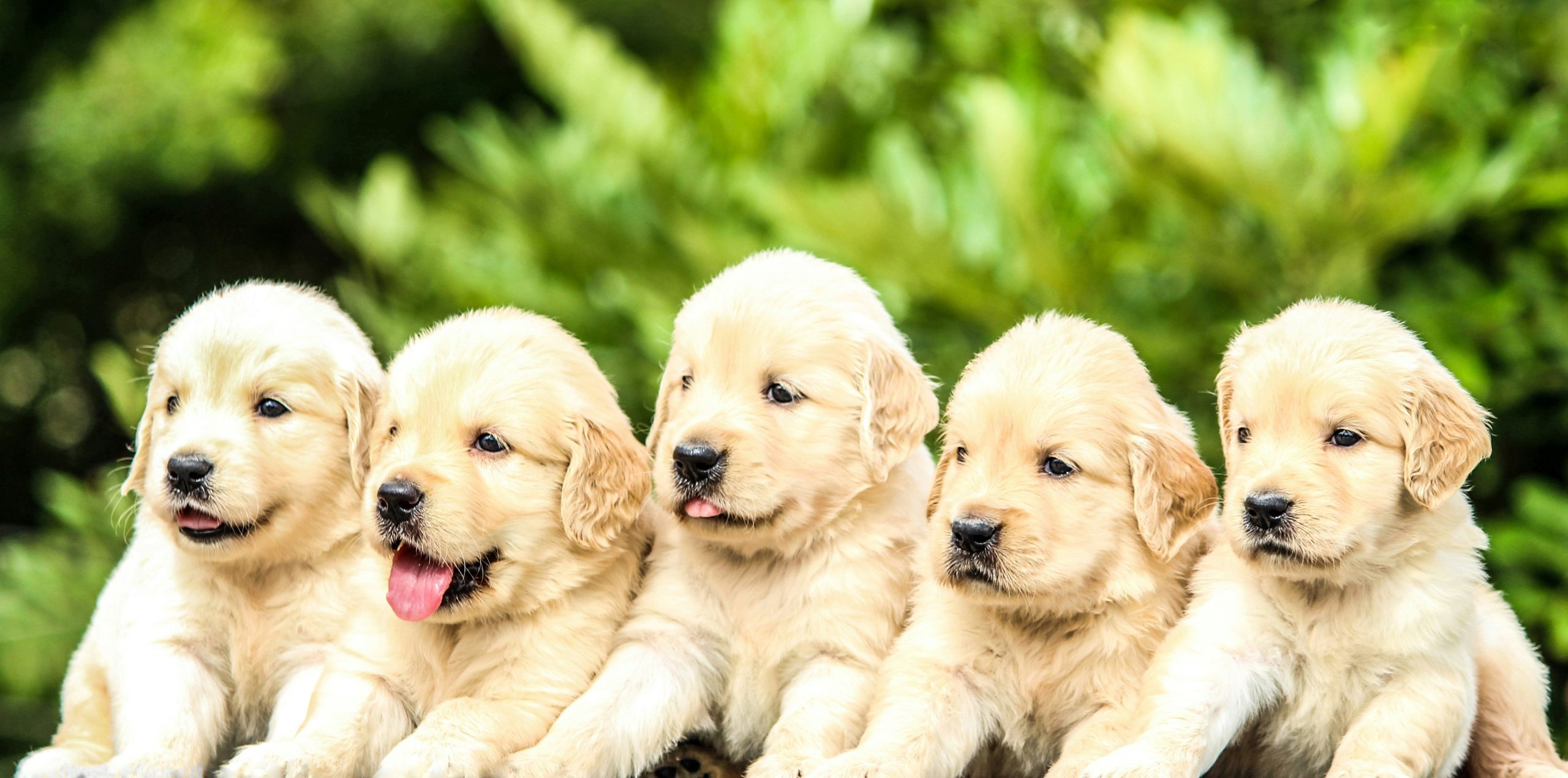 Unraveling the Genetic Blueprint of Puppy Development