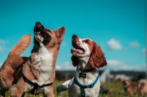 Comparing Canine Diabetes Treatments: A Comprehensive Guide