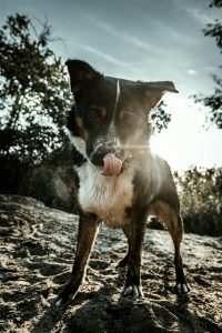 Preventing Anal Gland Issues in Dogs: Diet, Exercise, and Early Detection