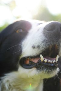 Determining Your Dogs Age: Unveiling the Science Behind Dental Examination