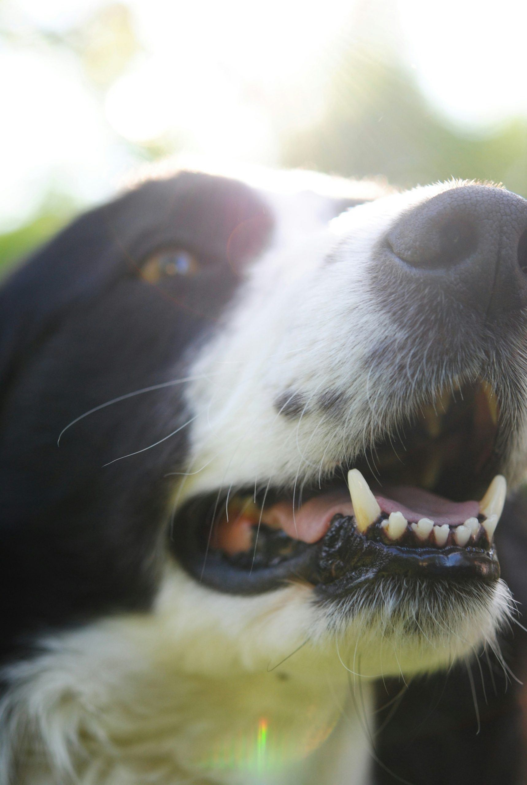 Determining Your Dogs Age: Unveiling the Science Behind Dental Examination