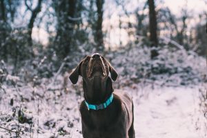 Enhancing Pet Safety: The Power of GPS Dog Collars