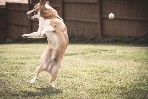 Preventing Anal Gland Issues in Dogs: Diet, Exercise, and Early Detection