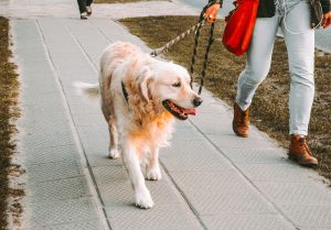 Supporting Healthy Aging in Dogs: The Power of Exercise and Mental Stimulation