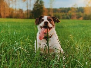 Supporting Healthy Aging in Dogs: The Power of Exercise and Mental Stimulation