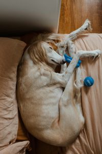 Decoding Your Dogs Sleep: What Their Positions Reveal