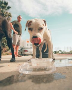 Protecting Your Pup: Essential Tips to Prevent Heat Stroke in Dogs