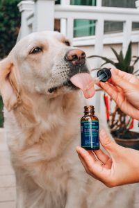 Natural Relief: CBD for Calming Canines