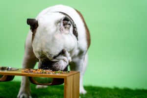 Establishing a Paw-sitively Perfect Feeding Schedule for Your Dog