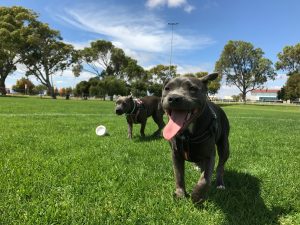 Safe and Sound: Enhancing Your Dog Park Experience
