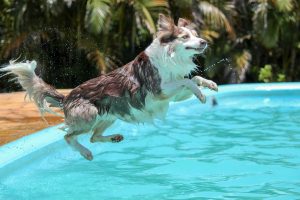 Ensuring Wagging Tails: A Guide to Dog Swimming Safety