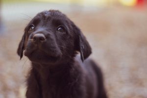 Enhancing Canine Behavior: The Ultimate Guide to Hand Feeding Your Dog
