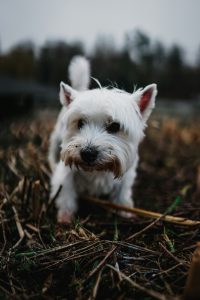 Understanding Dog Allergies: Symptoms, Causes, and Management