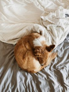 Decoding Your Dogs Sleep: What Their Positions Reveal