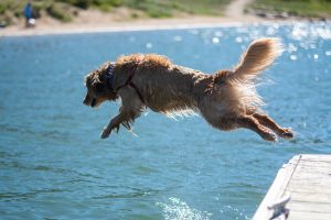 Exploring Pawsome Adventures: Outdoor Activities for Dogs and Their Owners