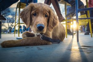 Paws and Plates: Exploring Dog-Friendly Dining in Southern New Hampshire