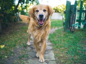 Optimizing Your Dogs Lifespan: Breed-Specific Care Guidelines