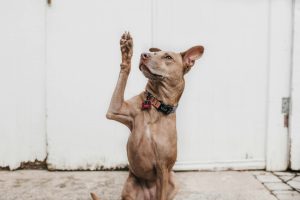 Enhancing Your Dogs Diet: The Power of Vegetables