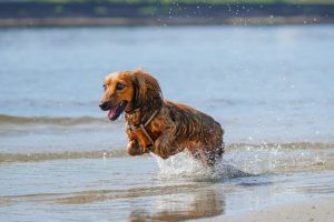 How to Save Your Dog from Heatstroke: A Pet Owners Guide