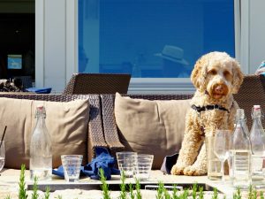 Paws and Plates: Exploring Dog-Friendly Dining in Southern New Hampshire