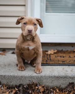 Fall Fun: Creative DIY Crafts to Pamper Your Pooch