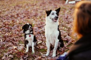 Fall Fun: Creative DIY Crafts to Pamper Your Pooch