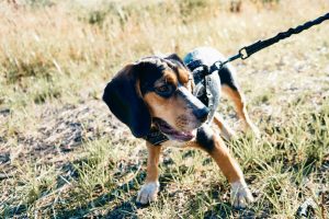 Navigating the Seasons: Understanding Tick Trends and Their Threat to Dogs