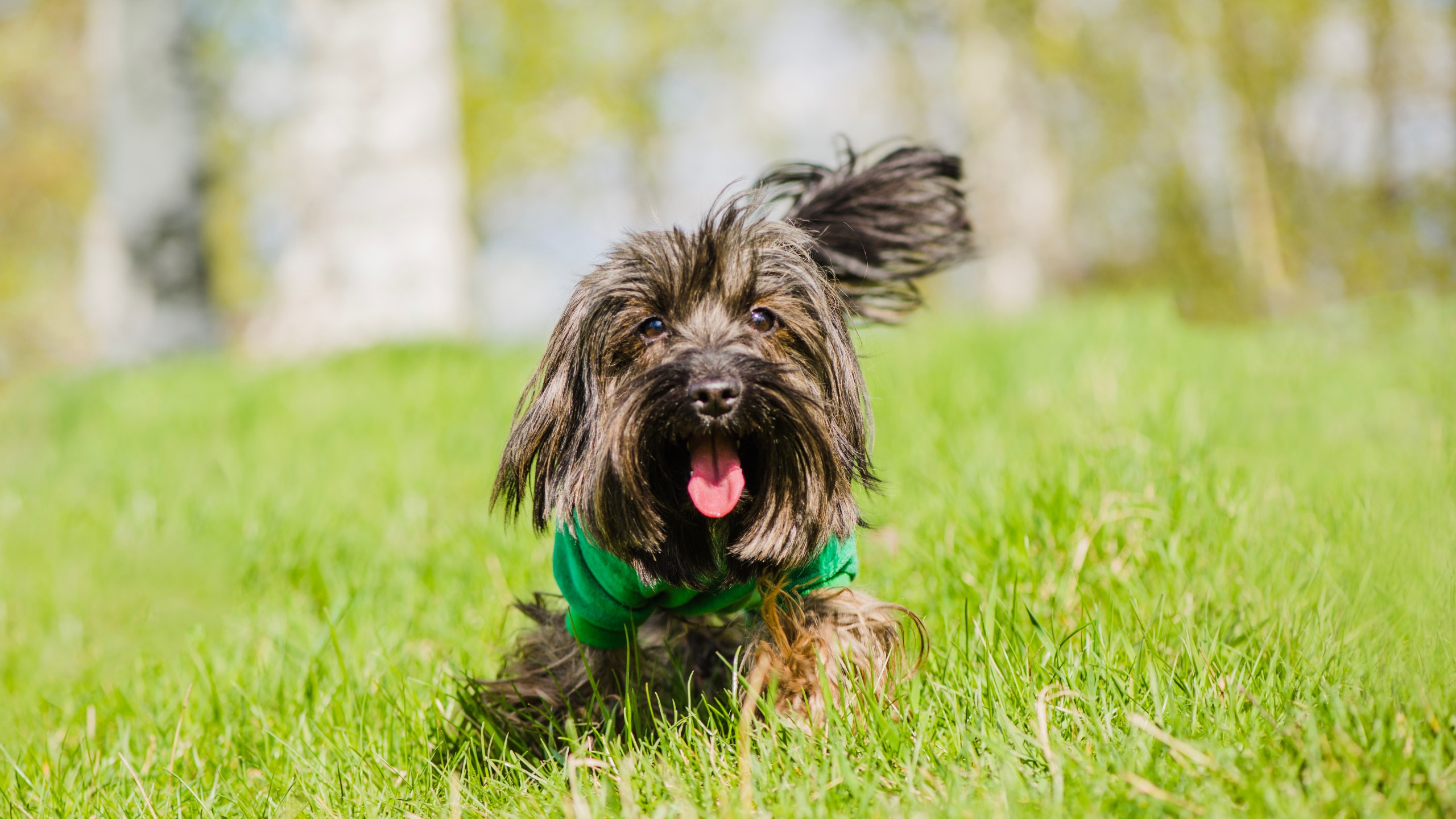 happy, loyal dog