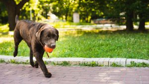 A happy dog playing 